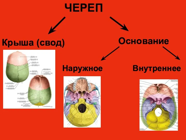 ЧЕРЕП Крыша (свод) Основание Наружное Внутреннее