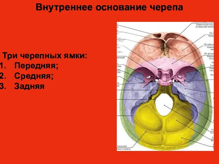 Внутреннее основание черепа Три черепных ямки: Передняя; Средняя; Задняя