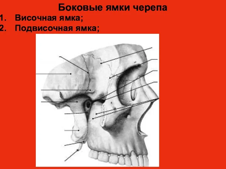 Боковые ямки черепа Височная ямка; Подвисочная ямка;