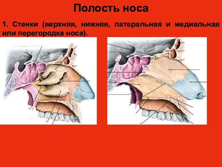 Полость носа 1. Стенки (верхняя, нижняя, латеральная и медиальная или перегородка носа).