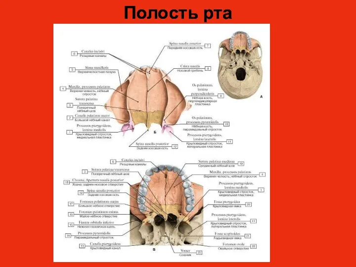 Полость рта