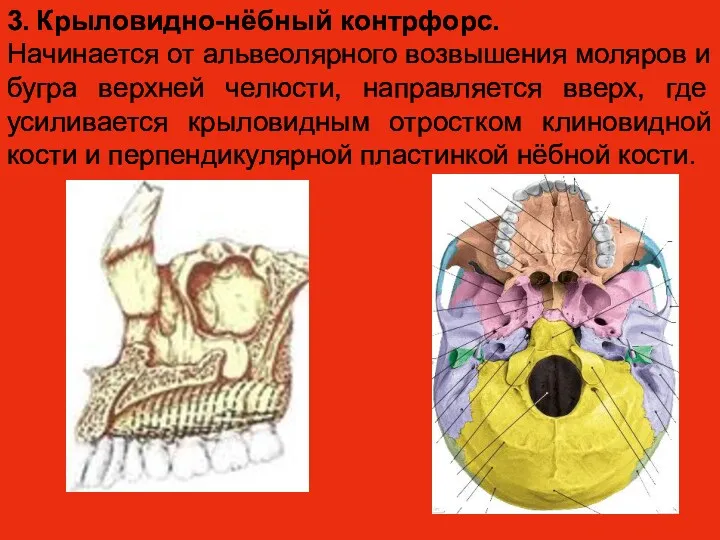 3. Крыловидно-нёбный контрфорс. Начинается от альвеолярного возвышения моляров и бугра