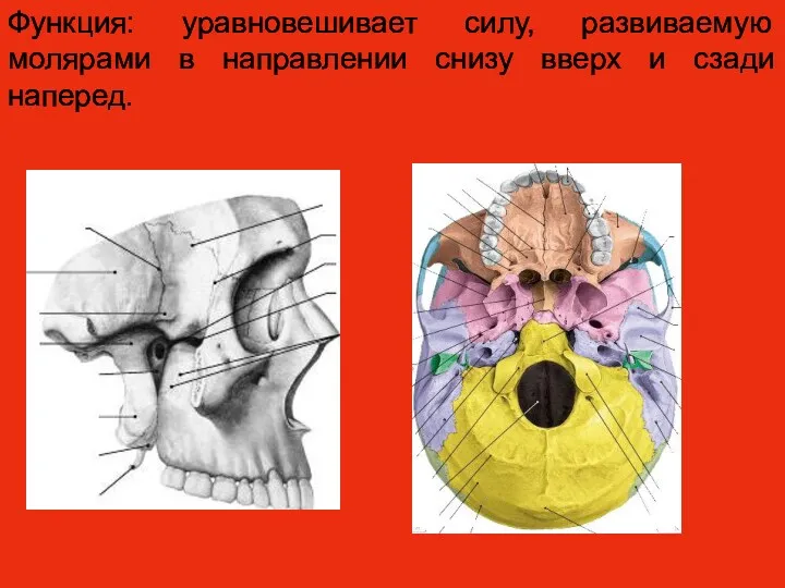 Функция: уравновешивает силу, развиваемую молярами в направлении снизу вверх и сзади наперед.