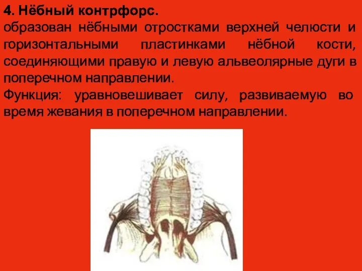 4. Нёбный контрфорс. образован нёбными отростками верхней челюсти и горизонтальными