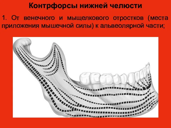 Контрфорсы нижней челюсти 1. От венечного и мыщелкового отростков (места приложения мышечной силы) к альвеолярной части;