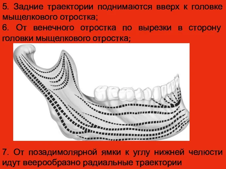 5. Задние траектории поднимаются вверх к головке мыщелкового отростка; 6.