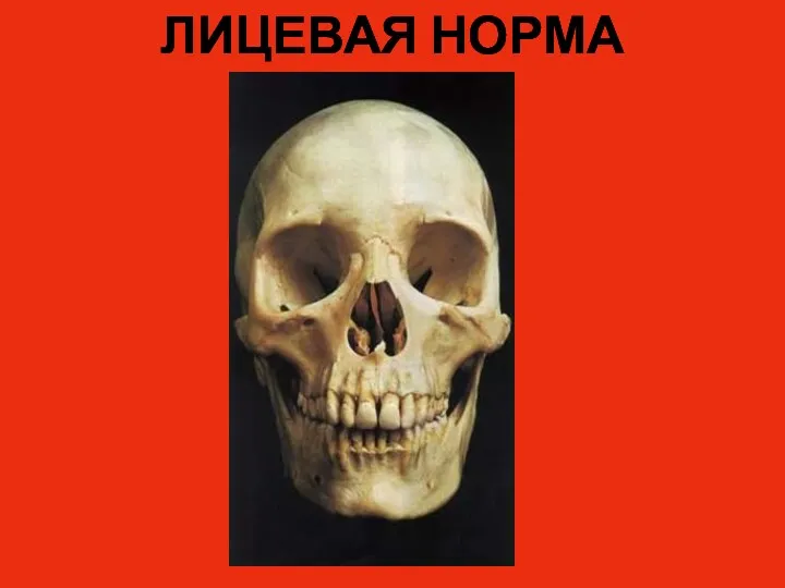 ЛИЦЕВАЯ НОРМА