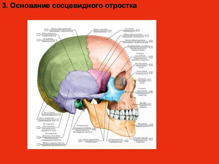 3. Основание сосцевидного отростка