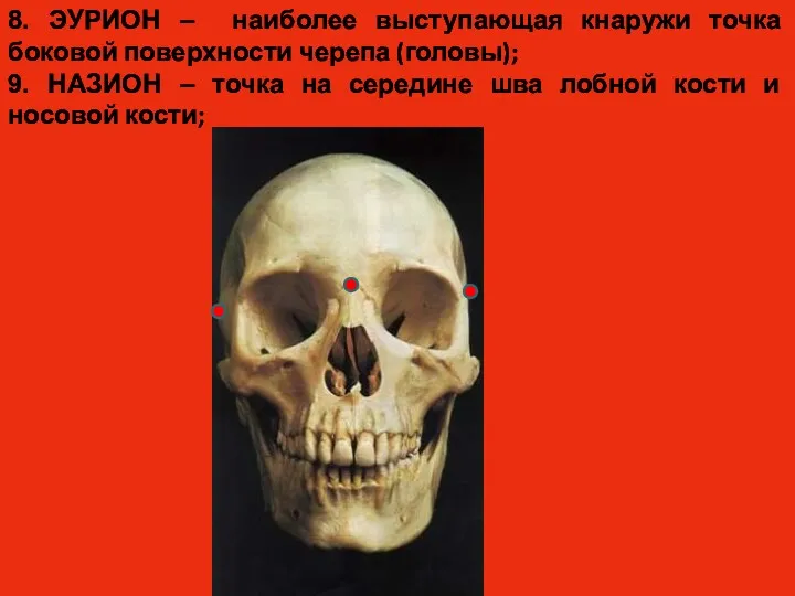 8. ЭУРИОН – наиболее выступающая кнаружи точка боковой поверхности черепа