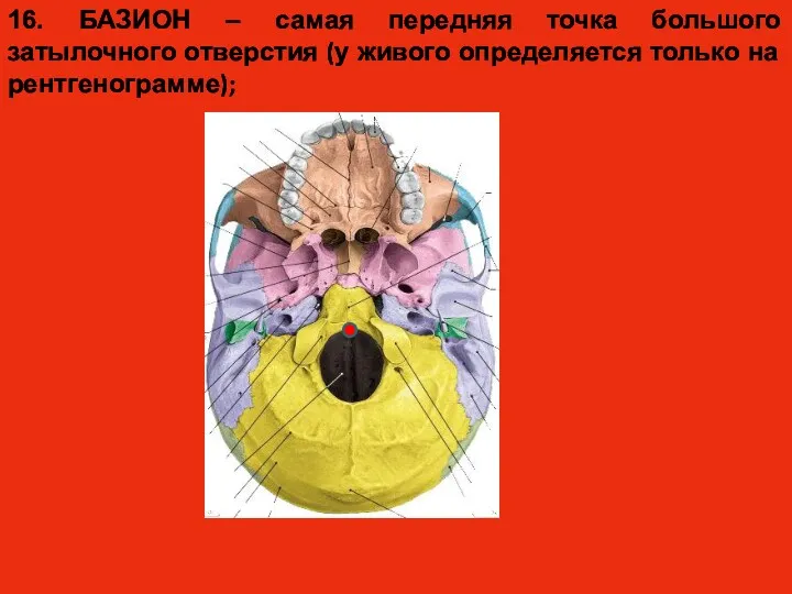 16. БАЗИОН – самая передняя точка большого затылочного отверстия (у живого определяется только на рентгенограмме);