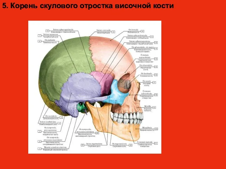 5. Корень скулового отростка височной кости