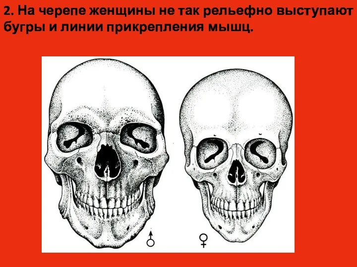 2. На черепе женщины не так рельефно выступают бугры и линии прикрепления мышц.