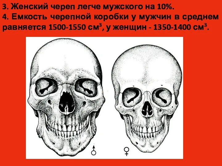 3. Женский череп легче мужского на 10%. 4. Емкость черепной