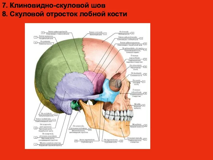 7. Клиновидно-скуловой шов 8. Скуловой отросток лобной кости