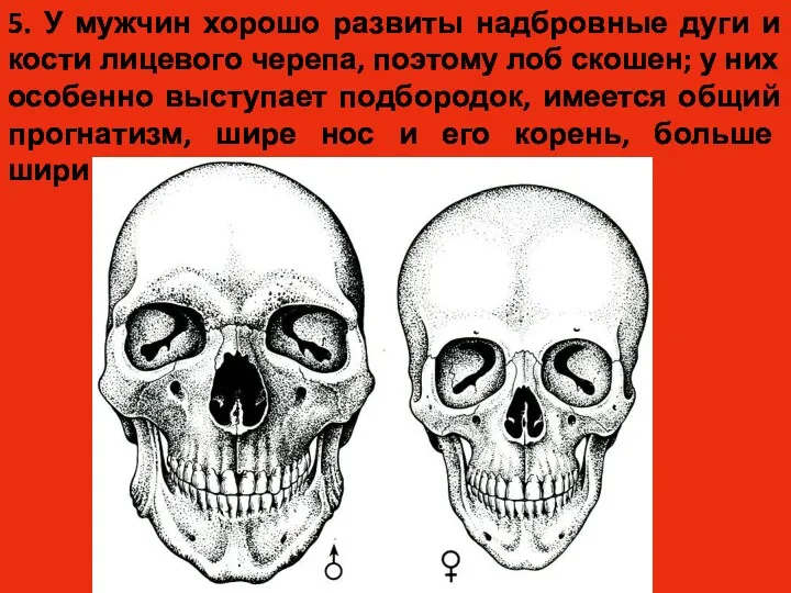 5. У мужчин хорошо развиты надбровные дуги и кости лицевого