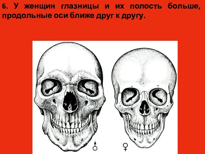 6. У женщин глазницы и их полость больше, продольные оси ближе друг к другу.