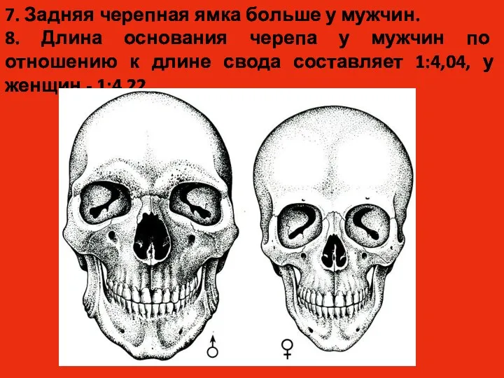 7. Задняя черепная ямка больше у мужчин. 8. Длина основания