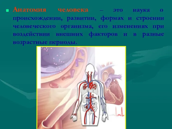 Анатомия человека – это наука о происхождении, развитии, формах и