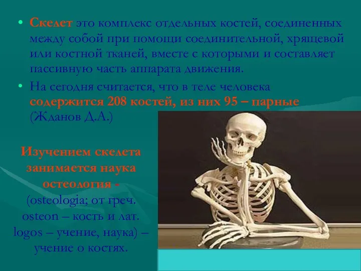 Изучением скелета занимается наука остеология - (osteologia; от греч. osteon