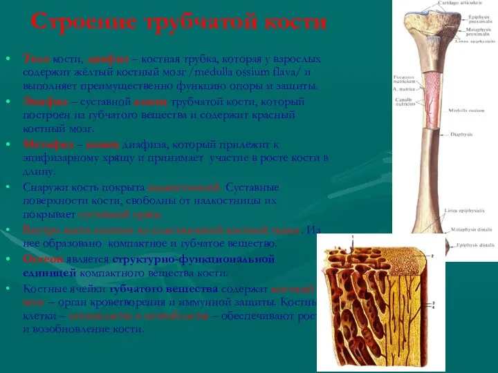 Строение трубчатой кости Тело кости, диафиз – костная трубка, которая