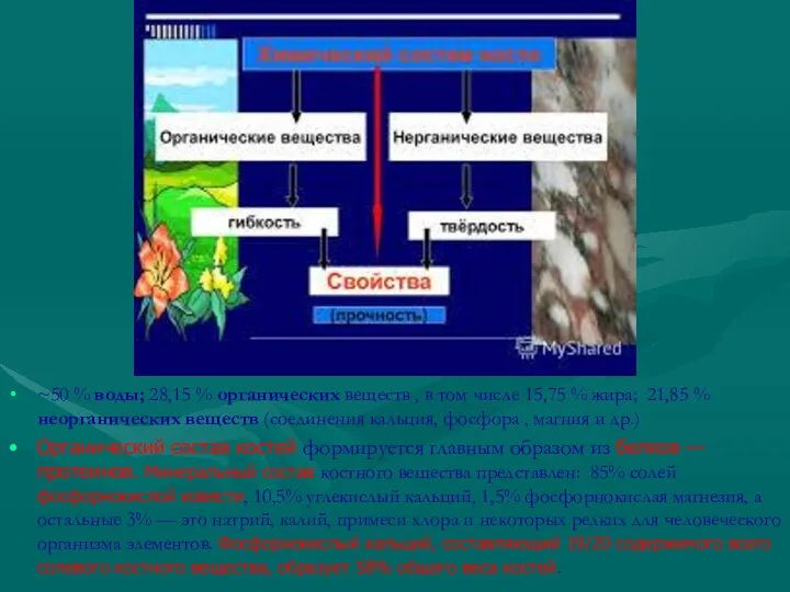 ~50 % воды; 28,15 % органических веществ , в том