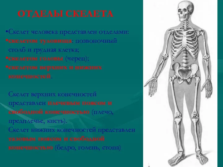 Скелет человека представлен отделами: скелетом туловища: позвоночный столб и грудная