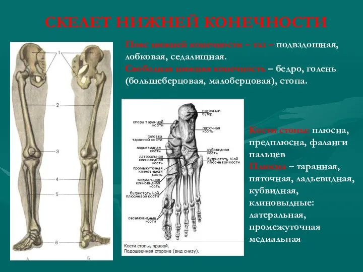 СКЕЛЕТ НИЖНЕЙ КОНЕЧНОСТИ Пояс нижней конечности – таз – подвздошная,