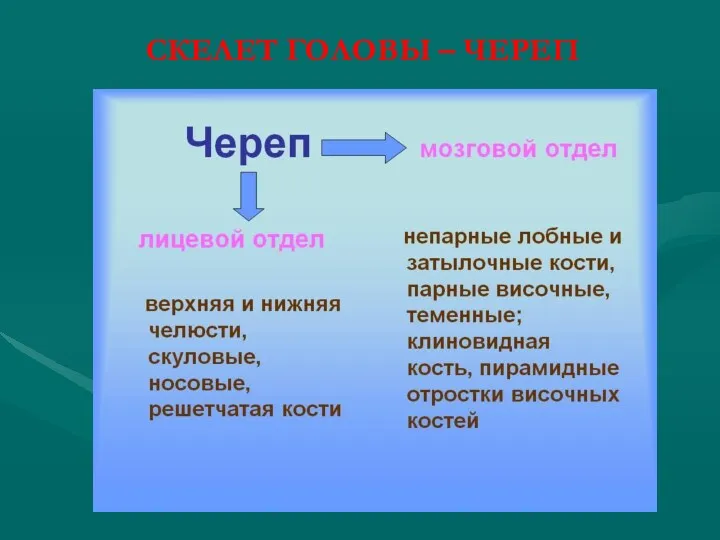 СКЕЛЕТ ГОЛОВЫ – ЧЕРЕП