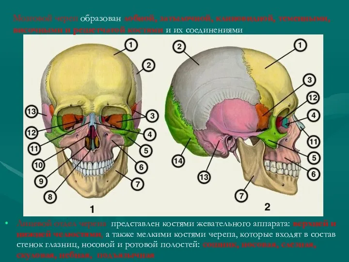 Мозговой череп образован лобной, затылочной, клиновидной, теменными, височными и решетчатой