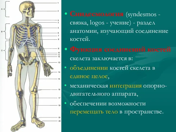 Синдесмология (syndesmos - связка, logos - учение) - раздел анатомии,