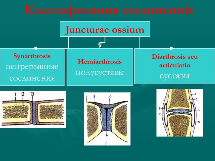 Классификация соединений: Juncturae ossium Synarthrosis непрерывные соединения Diarthrosis seu articulatio суставы Hemiarthrosis полусуставы