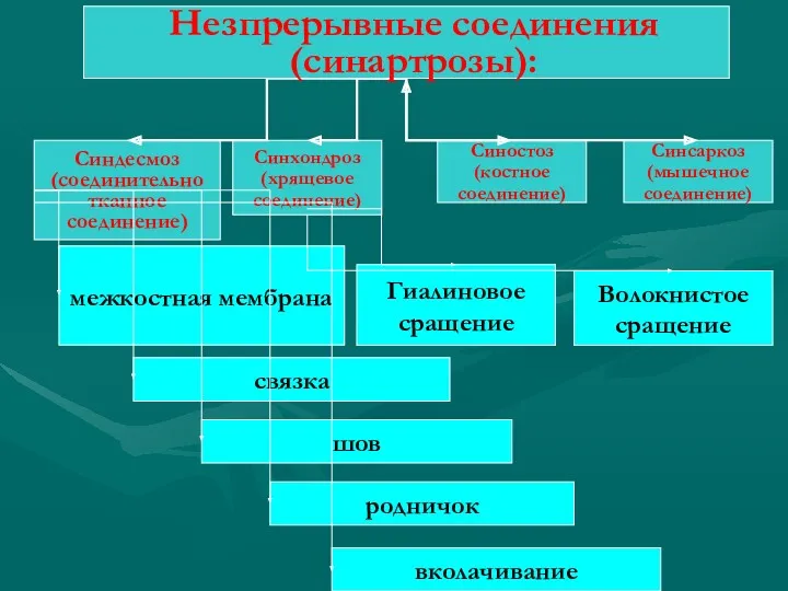 Синхондроз (хрящевое соединение) Синдесмоз (соединительно тканное соединение) Синостоз (костное соединение)