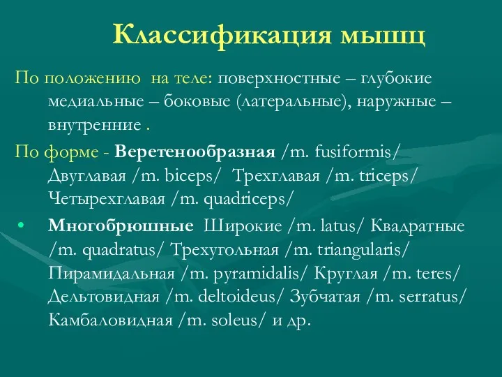 Классификация мышц По положению на теле: поверхностные – глубокие медиальные