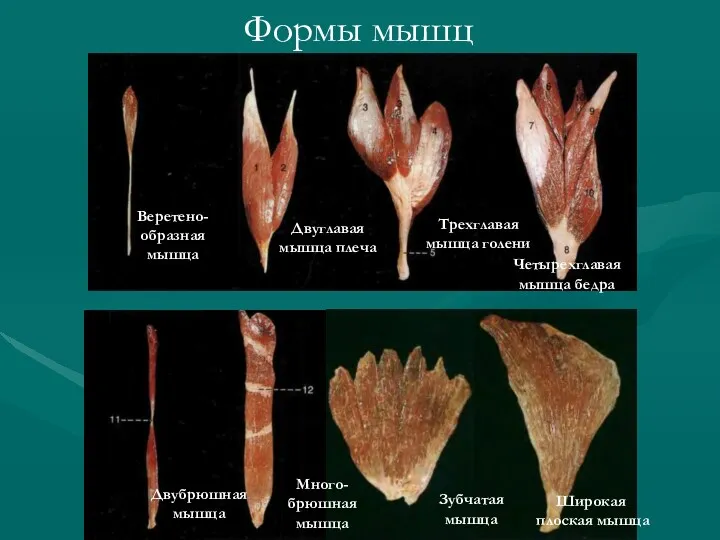 Веретено-образная мышца Формы мышц Двуглавая мышца плеча Трехглавая мышца голени