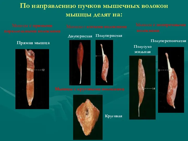 По направлению пучков мышечных волокон мышцы делят на: Полуперепончатая Двуперистая