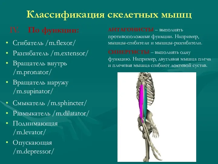 Классификация скелетных мышц По функции: Сгибатель /m.flexor/ Разгибатель /m.extensor/ Вращатель