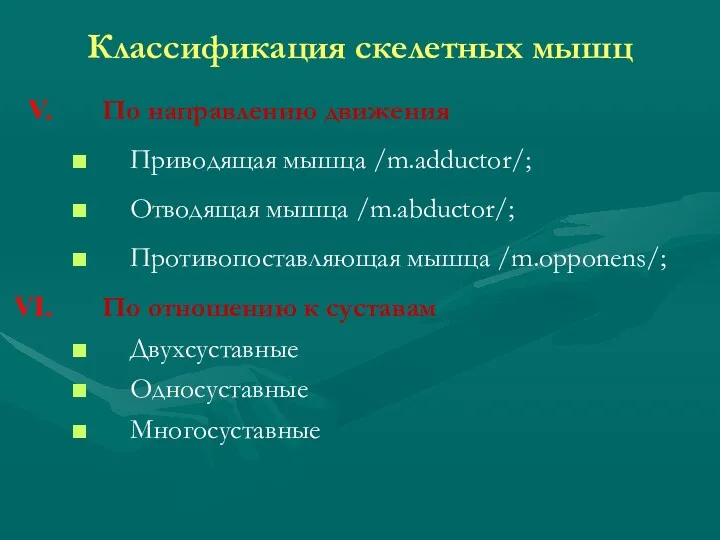 Классификация скелетных мышц По направлению движения Приводящая мышца /m.adductor/; Отводящая