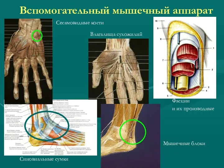 Вспомогательный мышечный аппарат Фасции и их производные Влагалища сухожилий Синовиальные сумки Сесамовидные кости Мышечные блоки