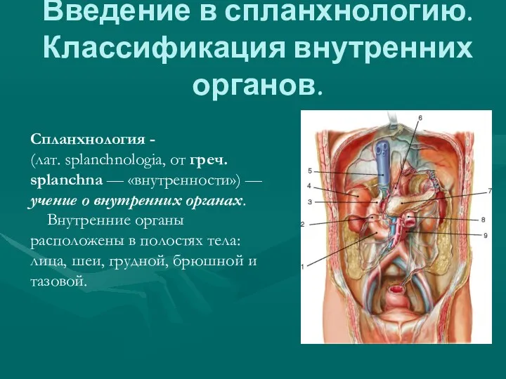 Введение в спланхнологию. Классификация внутренних органов. Спланхнология - (лат. splanchnologia,