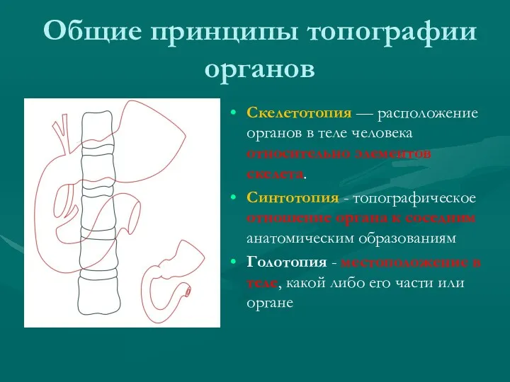 Общие принципы топографии органов Скелетотопия — расположение органов в теле