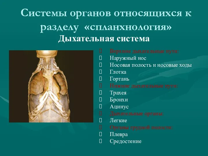 Системы органов относящихся к разделу «спланхнология» Дыхательная система Верхние дыхательные