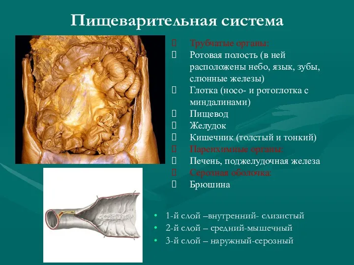 Пищеварительная система Трубчатые органы: Ротовая полость (в ней расположены небо,