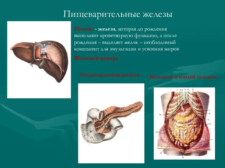 Пищеварительные железы Печень - железа, которая до рождения выполняет кроветворную