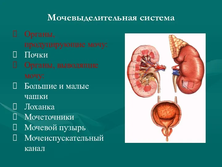 Мочевыделительная система Органы, продуцирующие мочу: Почки Органы, выводящие мочу: Большие