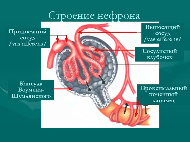 Строение нефрона Выносящий сосуд /vas efferens/ Капсула Боумена-Шумлянского Проксимальный почечный