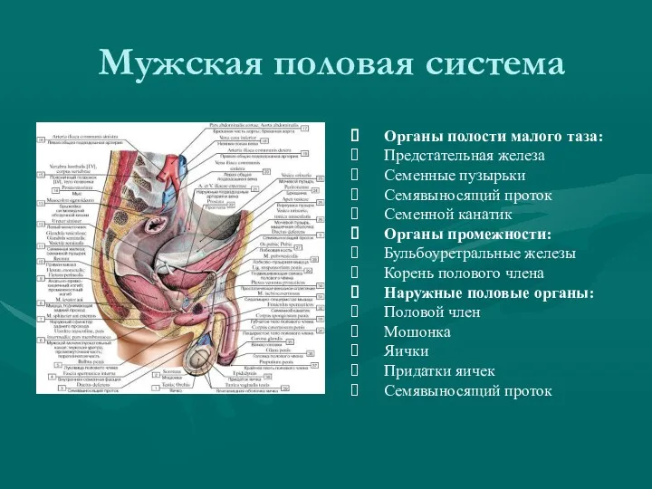 Мужская половая система Органы полости малого таза: Предстательная железа Семенные