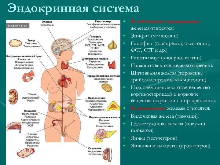 К собственно эндокринным железам относятся: Эпифиз (мелатонин). Гипофиз (вазопресин, окситоцин,