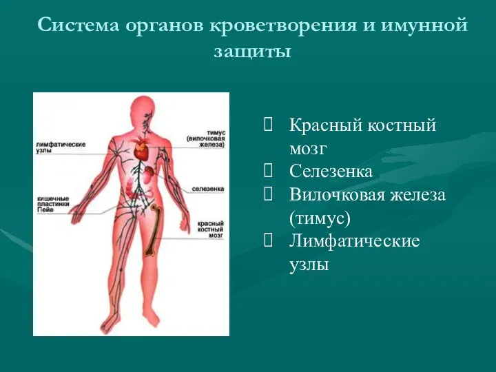 Система органов кроветворения и имунной защиты Красный костный мозг Селезенка Вилочковая железа (тимус) Лимфатические узлы
