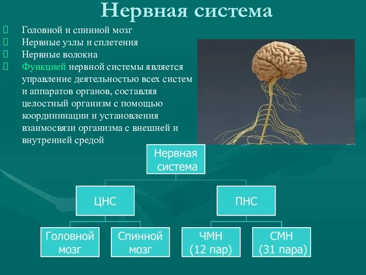 Нервная система Головной и спинной мозг Нервные узлы и сплетения
