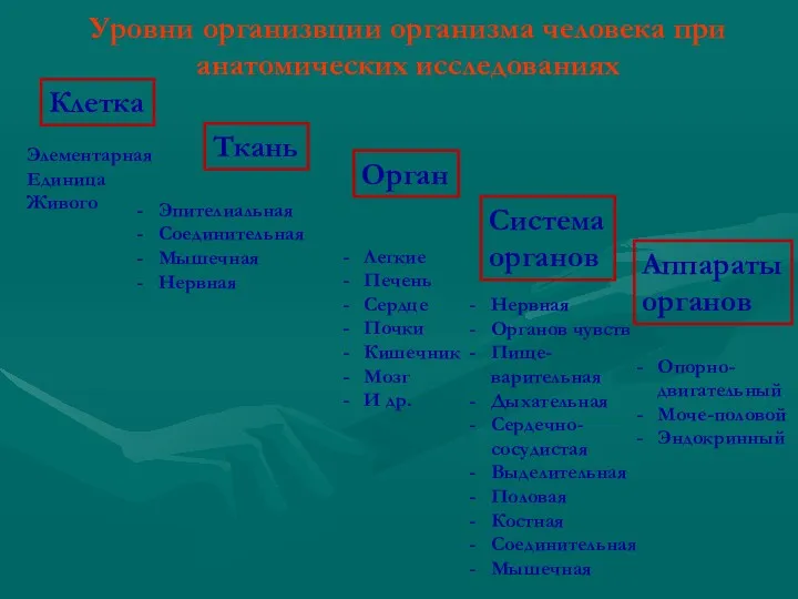 Клетка Ткань Орган Система органов Аппараты органов Эпителиальная Соединительная Мышечная